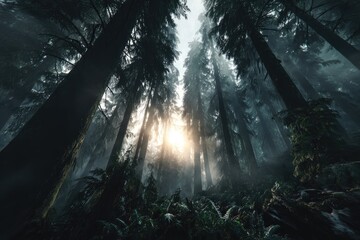 Misty forest, sunbeams pierce canopy