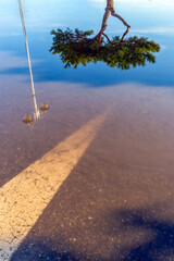 Reflection of Tree and Streetlamp on Water with Faded Road Line