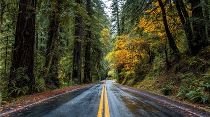 Obraz premium Autumnal forest road in the rain