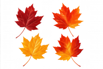 Four colorful maple leaves in red, orange, and yellow hues falling against a transparent background, perfect for autumn-themed designs