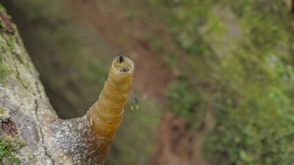 an entrance tube to a stingless bee nest in the rainforest of gunung leuser national park on sumatra, indonesia