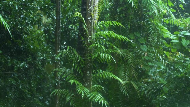 Due to the influence of the southwest monsoon, various parts of India experience heavy rainfall during the monsoon season.