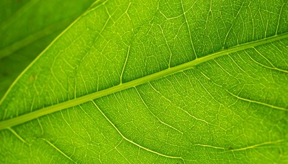 Obraz premium Close-up of a vibrant green leaf (4)