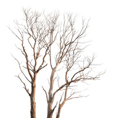Obraz premium Bare branches with white frost against black tree brown, Isolated On Png Transparent Background