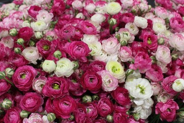 A profusion of pastel and pink ranunculus
