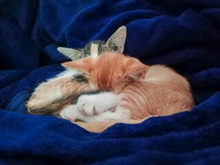 Two Cute Kittens Cuddled Up and Sleeping Together, on a Blue Blanket. 