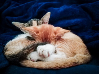 Two Cute Kittens Cuddled Up and Sleeping Together, on a Blue Blanket. 