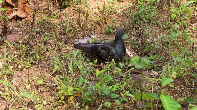 A solitary feral pigeon (Columba livia domestica), a color variant of the common rock pigeon