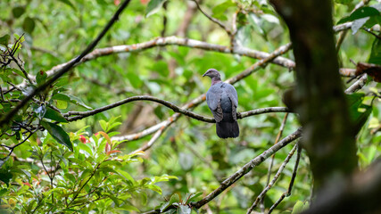Sri Lankan wood pigeon perched on a branch in the Sinharaja rain forest. Endemic resident breeding bird in Sri Lanka.