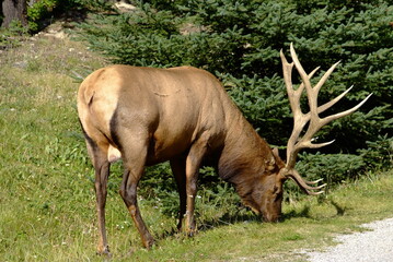 Fototapeta premium Elk in the wild, Elk , Canada, Canadian Rockies, Alberta, wildlife, Nature, 
