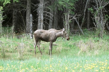 Moose in the woods,  Canada, Canadian Rockies, Alberta, wildlife, Nature, Moose