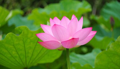 A vibrant pink lotus flower in full bloom, surrounded by large green leaves