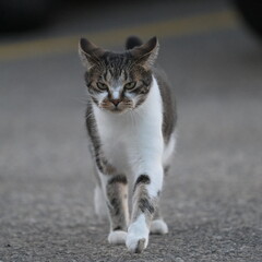A cat walking on the road, Cat, Nature, 