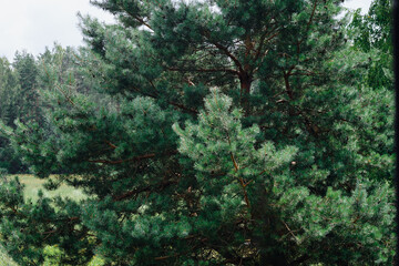 Lush green pine tree grows near other trees in a Forest in the Daytime