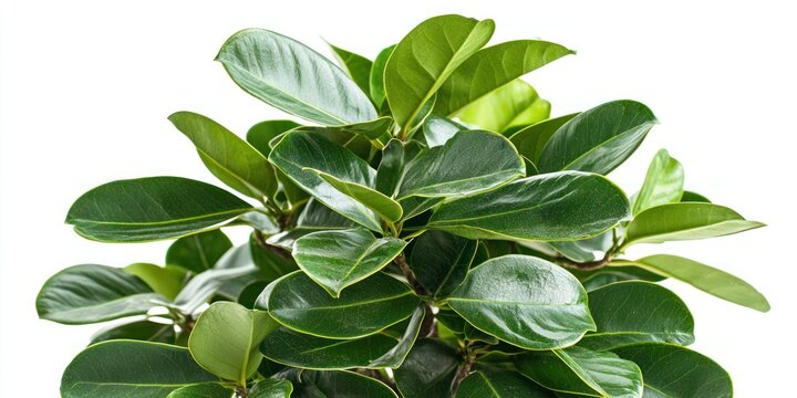 A close-up of a lush, green leafy plant with glossy leaves against a plain white background. The plant appears healthy and vibrant, with a natural and serene setting.