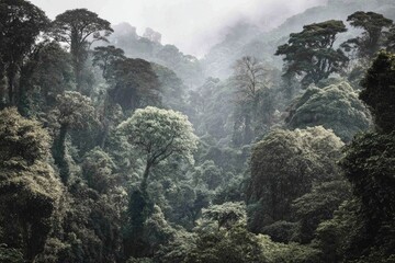 Misty rainforest canopy