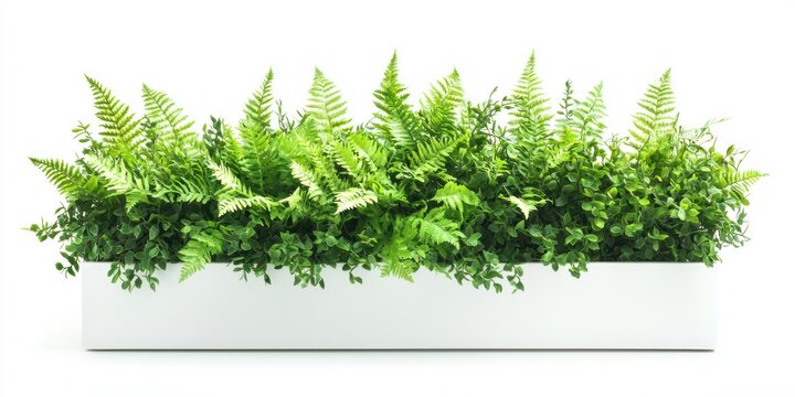 A rectangular planter filled with lush green ferns and other foliage, set against a plain white background. The planter is simple and white, emphasizing the vibrant greenery within.