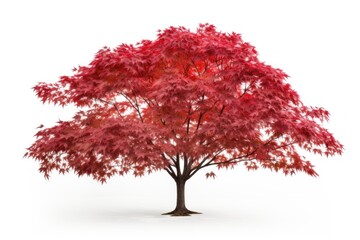 Japanese maple tree plant leaf red.