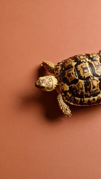 Solitary Leopard Tortoise Portrait on Earthy Background with Ample Copy Space