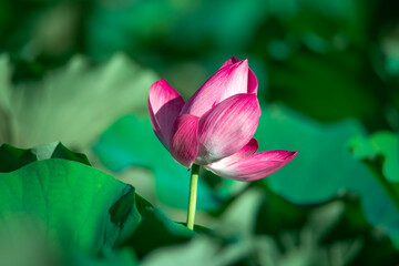 Obraz premium Lotus flowers of various expressions are blooming in the lotus pond