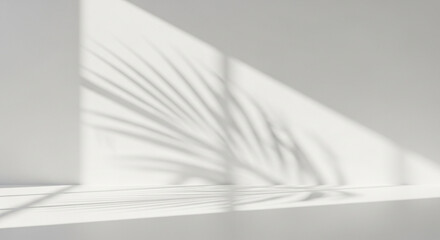 Minimalist white space with natural light and striking botanical shadow patterns