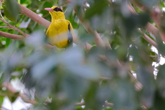 Black-naped Oriole Resting on Tree Branch