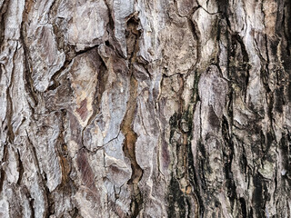 Different textures and shapes of tree bark with a bark background