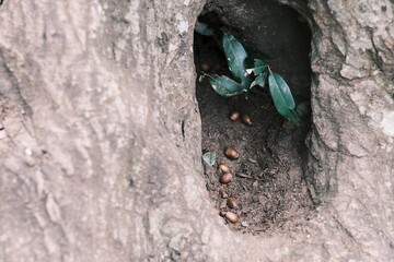Tree Trunk Hollow with Young Sapling Growing Inside