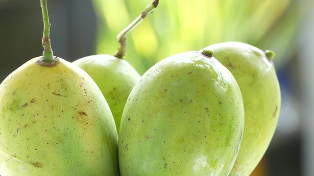 Close-up 4K video of ripe mangoes spinning, showcasing full shape and vibrant yellow-orange color. Ideal for food, tropical fruit, healthy lifestyle, diet, and agriculture themes.