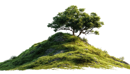 Lush green hilltop with solitary tree