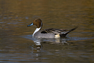 Northern Pin-tail, Toronto 