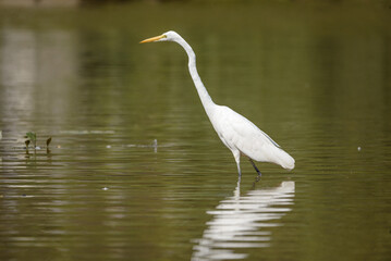 Egret in Toronto