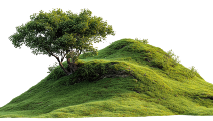Lush green hilltop with lone tree