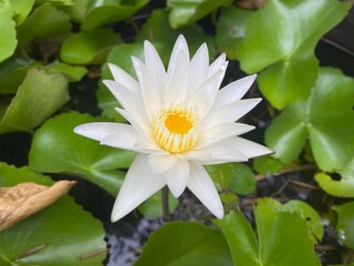 White lotus flowers bloom to welcome the sunlight.