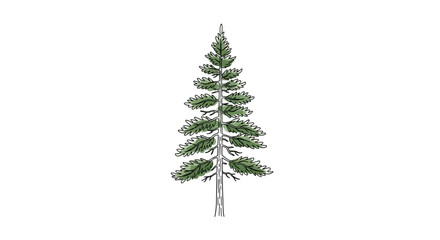 Elegant coniferous tree illustration, whimsical nature and botanical drawing