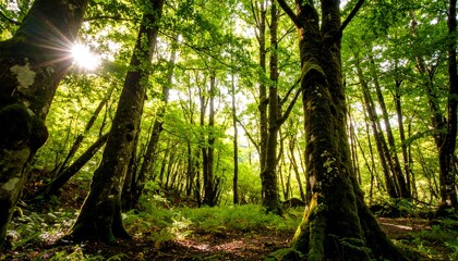 Fototapeta premium Sunlight filtering through a dense forest