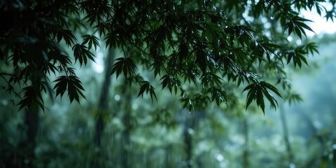 Obraz premium Peaceful Rain Forest Scene