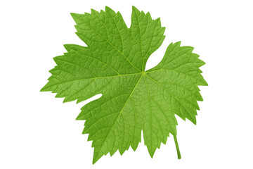 Fototapeta premium Vibrant green grape leaf isolated on transparent background, showcasing intricate vein details, ideal for nature-themed projects