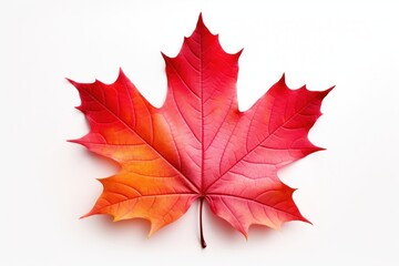 Obraz premium Autumn maple leaf plant tree.