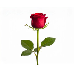  red rose isolated on white background.PNG