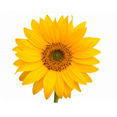 free sunflower a isolated on white background PNG , AI GENERATED