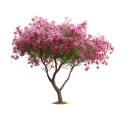 Fototapeta premium A majestic flowering tree blossoms in a vibrant display of pink and green, its branches reaching towards the sky in a celebration of spring. A striking image captures the beauty of nature.