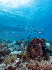 School of fish swim over a vibrant coral reef in crystal-clear turquoise waters.
