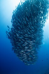 Massive school of fish forms a swirling, underwater vortex.