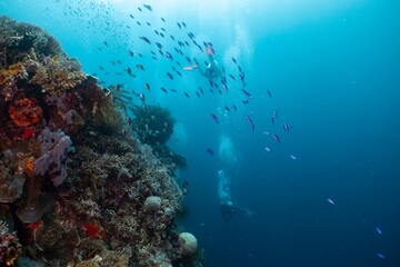 Scuba diver explores vibrant coral reef teeming with colorful fish.