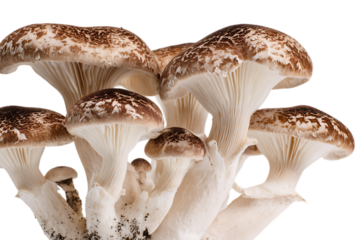 Close up of a cluster of brown beech mushrooms.
