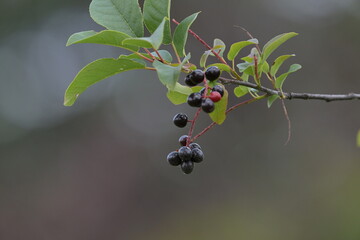 red berries on a branch, fall, nature