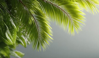 Naklejka premium Lush green palm fronds against a grey backdrop