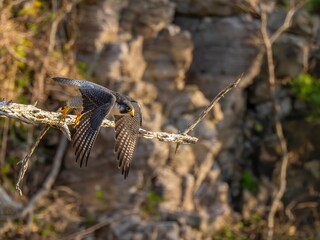 断崖絶壁の枯れ木から飛び出すハヤブサの飛翔シーン