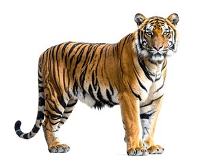Naklejka premium Tiger portrait, standing, fierce
